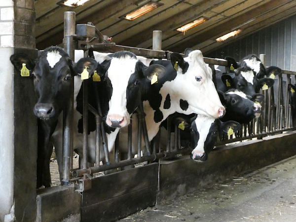 Eine Kuh liefert durchschnittlich 146 kg Stickstoff und 135 kg Methan pro Jahr | Foto: HOLLAND.guide